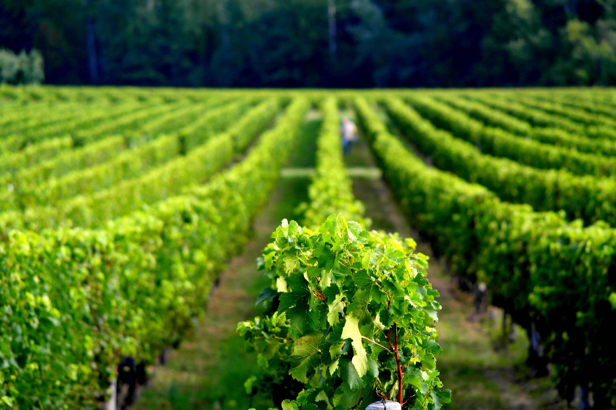 champs de vigne exploitation viticole saint-emilion